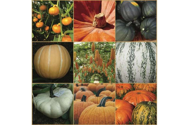 nine different varieties of pumpkins