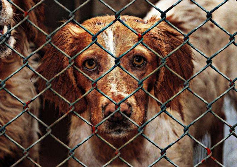 Puppy-farmed dogs show worse behaviour, suffer ill health and die young – so adopt, don't shop