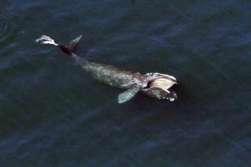Q&A: Expert says all's not right for endangered right whales