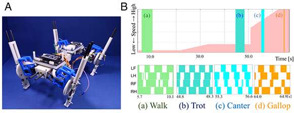 Quadruped robot exhibits spontaneous changes in step with speed