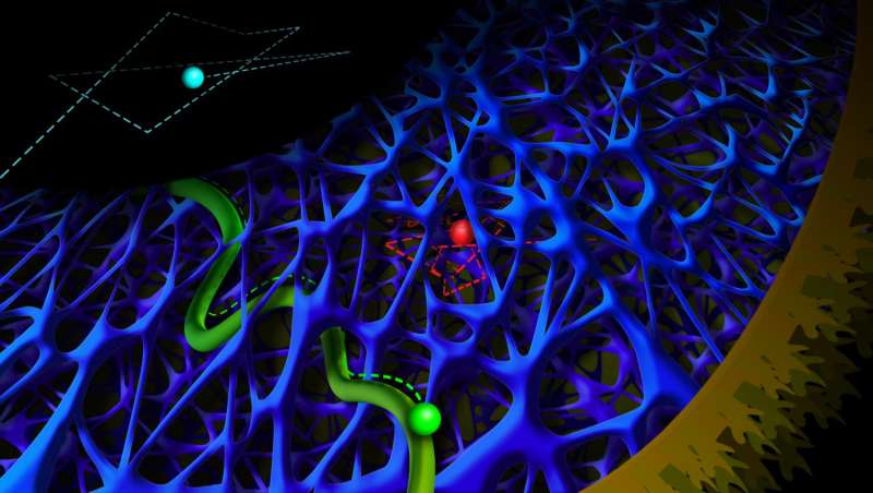 Quantum dots illuminate transport within the cell