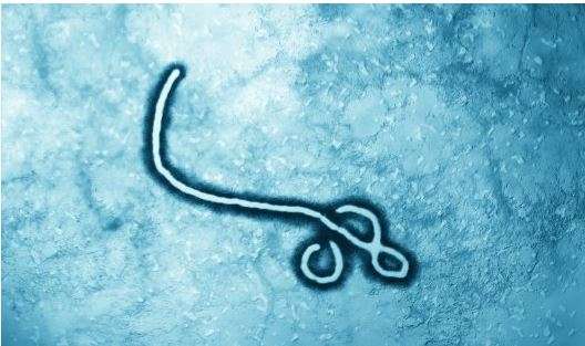 Queensland-led team develops effective economical Ebola treatment