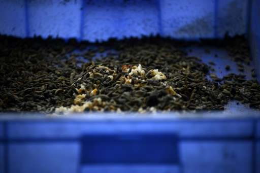 &quot;On average, one kilo of maggots can eat two kilos of rubbish in four hours,&quot; one expert said of the black soldier fly