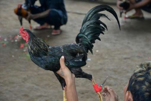 &quot;Tajen (cockfighting) is closely related to a ritual known as 'tabuh rah' held at temples,&quot; said Ni Made Ras Amanda Ge