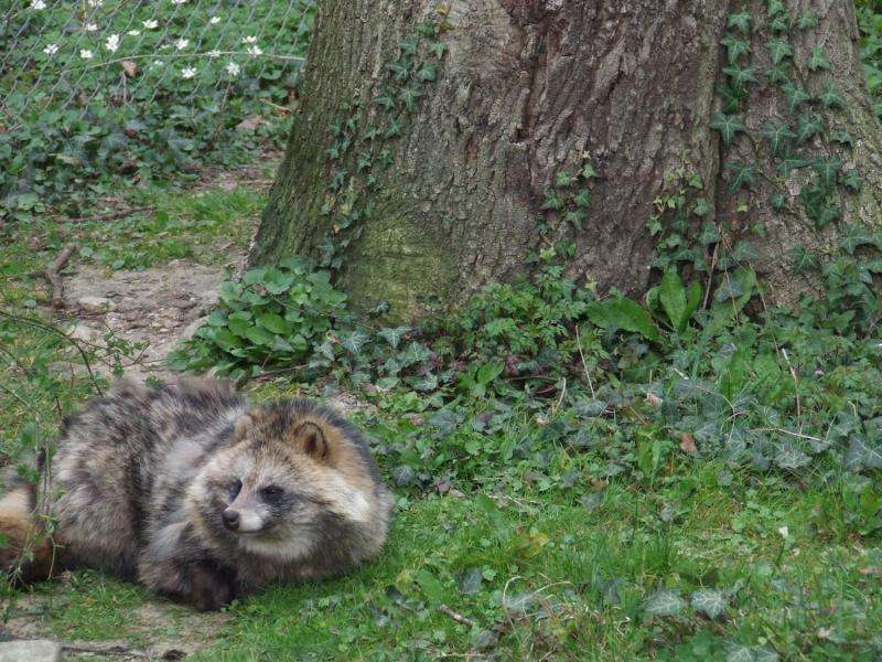 Raccoon dog represents a more acute risk than raccoon as vector for transmission of local parasites