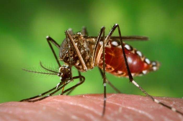 Rainfall can indicate that mosquito-borne epidemics will occur weeks later