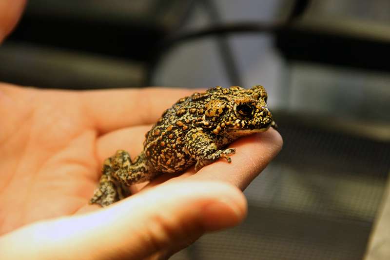 Rare discovery of 3 new toad species in Nevada's Great Basin