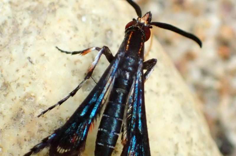 Rare footage of a new clearwing moth species from Malaysia reveals its behavior