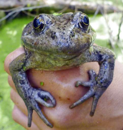 Rare frog discovery has researchers hopping for joy