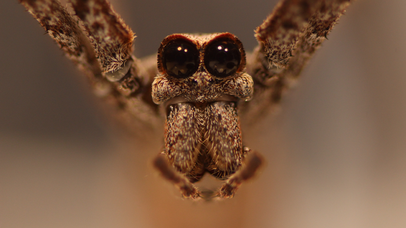 Read more  about Jeepers creepers: Massive spider eyes shrink 25% in adulthood