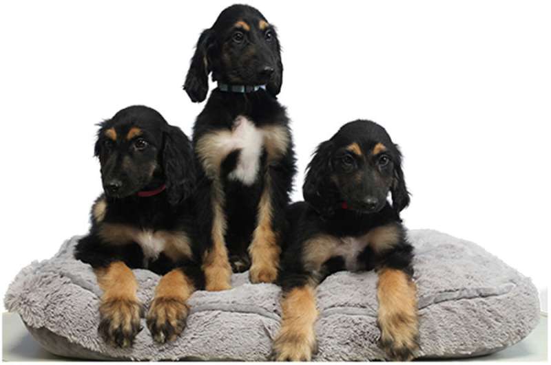 Re-cloning of first cloned dog deemed successful thus far