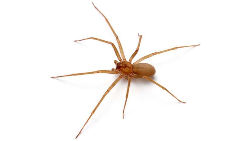 Recluse or not? Scientists use twitter to tackle spider questions