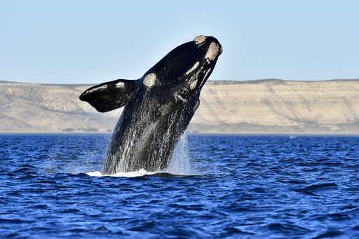 Record number of whales counted in Argentina's Patagonia