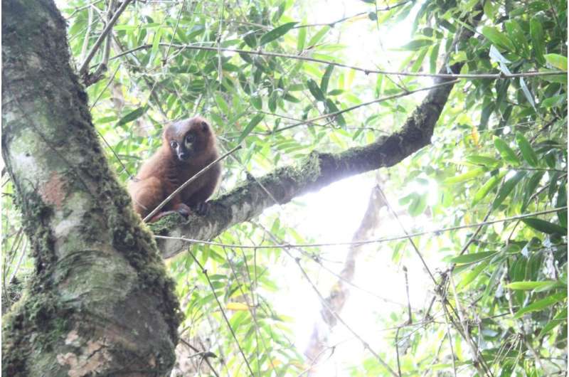 Red-bellied lemurs maintain gut health through touching and 'huddling' each other