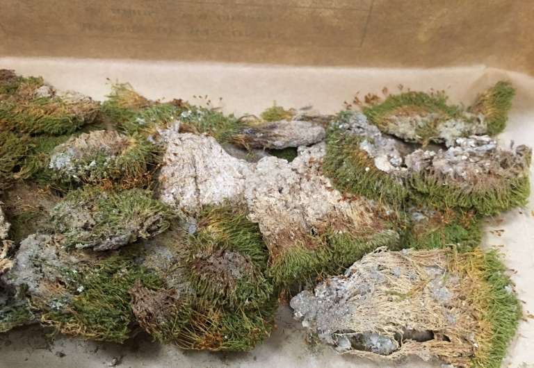 Rediscovered mosses document changing Wisconsin landscape