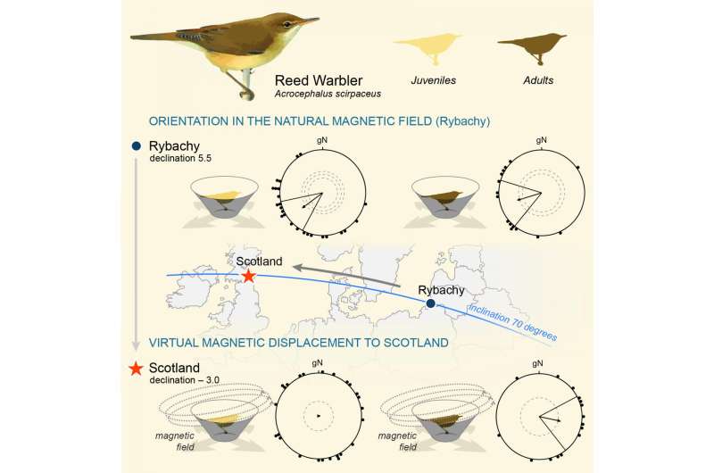 Reed warblers have a sense for magnetic declination