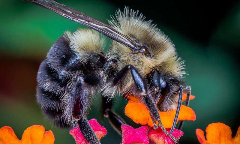 Refining pesticides to kill pests, not bees
