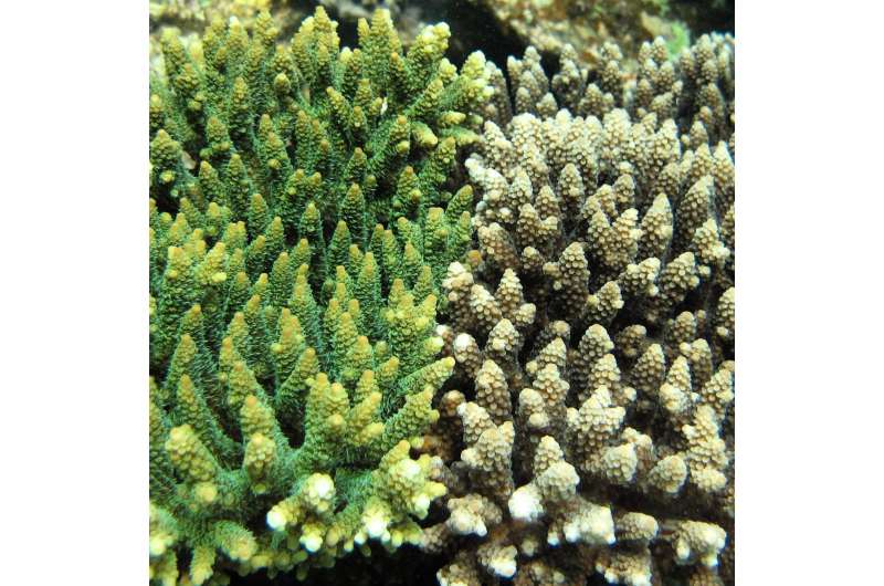 Regular coral larvae supply from neighboring reefs helps degraded reefs recover