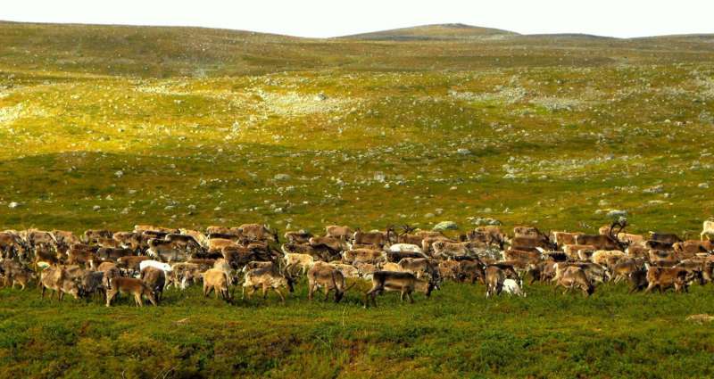 Reindeer grazing protects tundra plant diversity in a warming climate