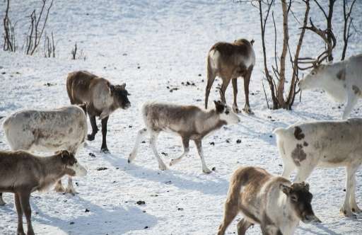 Reindeer in Kautokeino, a town in Finnmark county, located in northeastern Norway