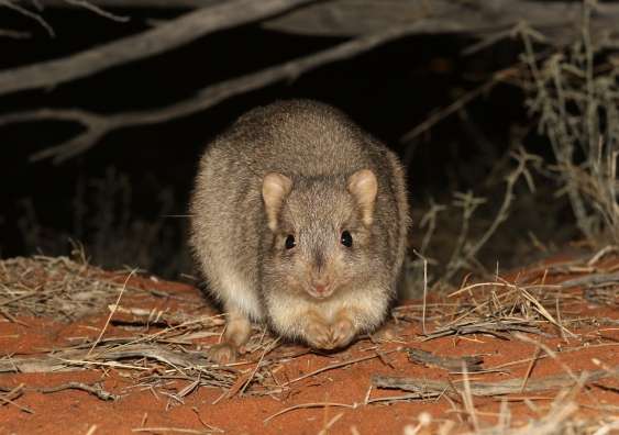 Re-introduction of native mammals helps restore arid landscapes