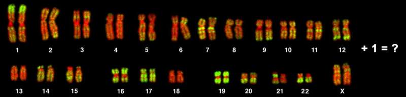 Relationship between incorrect chromosome number and cancer is reassessed after surprising experiments