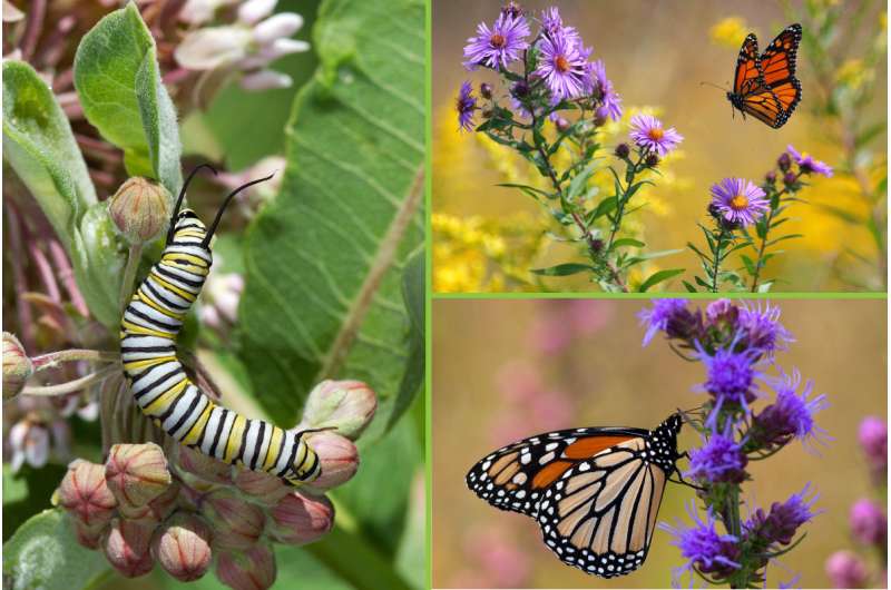 Report: Milkweed losses may not fully explain monarch butterfly declines