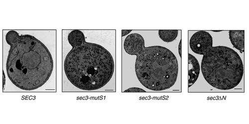 Research describes missing step in how cells move their cargo