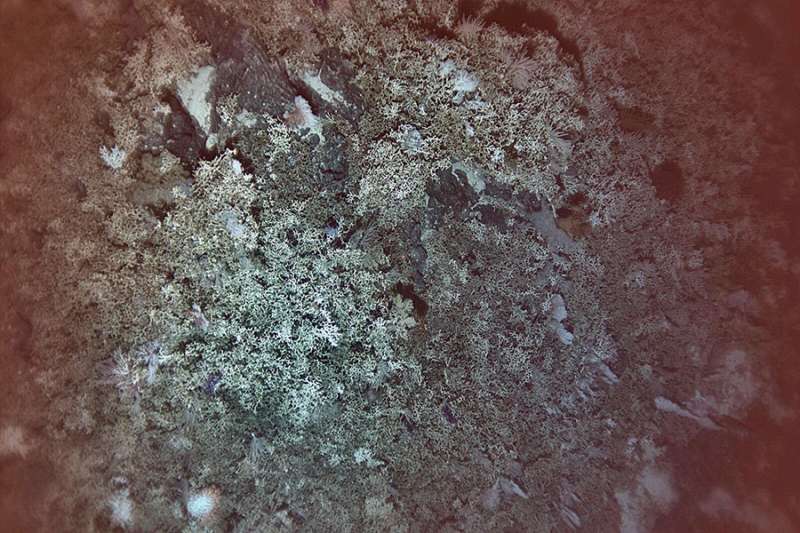 Researcher makes deep-sea coral reefs discovery in depths of the North-Pacific