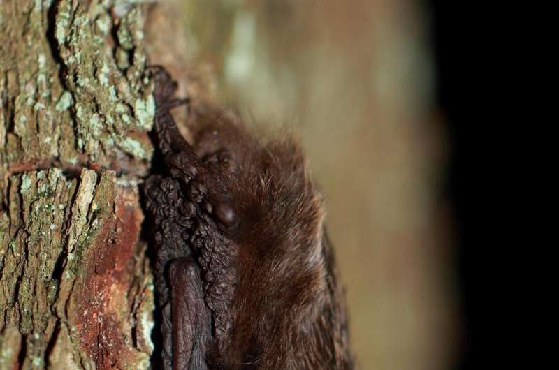 Research examines how insect outbreaks affect forests and bats
