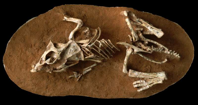 Research on dinosaur embryos reveals that eggs took 3 to 6 months to hatch