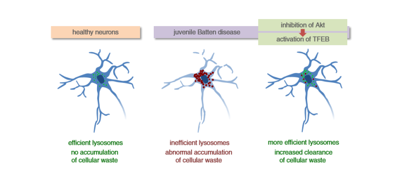 Research reveals strategy to potentially treat juvenile Batten disease