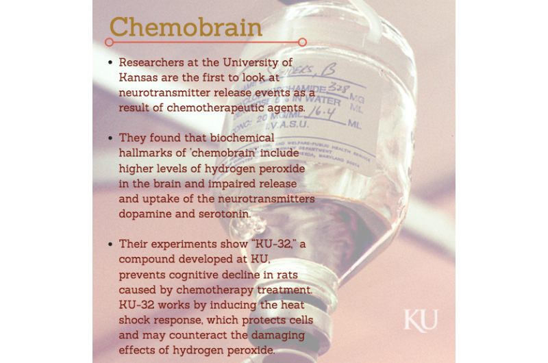 Research suggests potential therapy to prevent 'chemobrain' in cancer patients