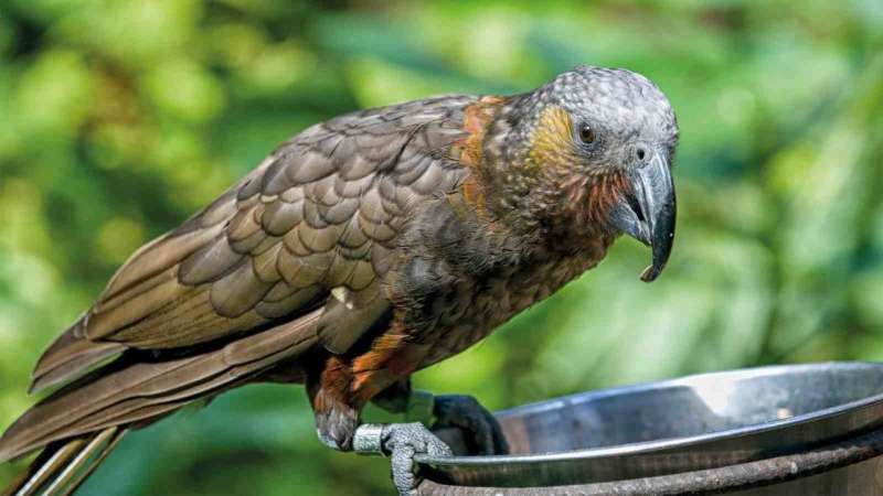 Restoration of iconic native bird causes problems in urban areas