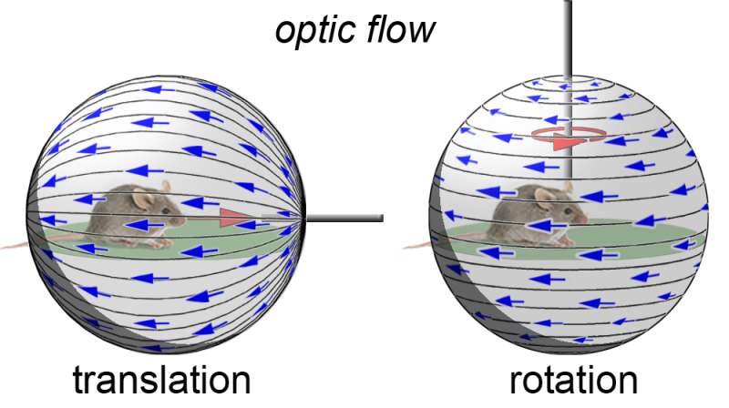 Retinal cells 'go with the flow' to assess own motion through space