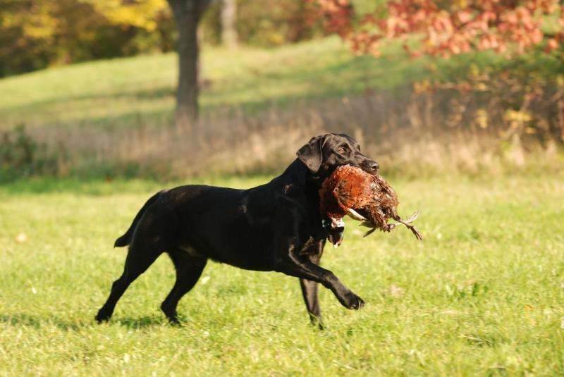Retrieval strains the forelimbs of hunting dogs