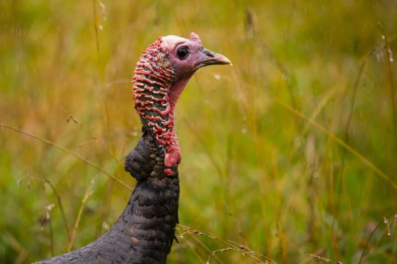 Return of the native wild turkey—setting sustainable harvest targets when information is limited