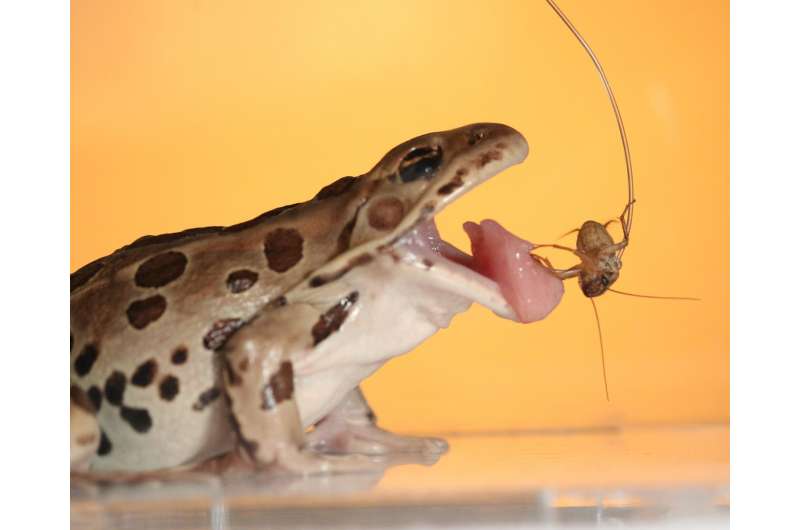 Reversible saliva allows frogs to hang on to next meal