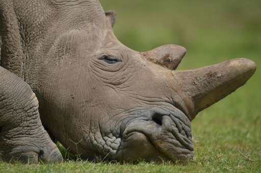 Rhino horn is worth more than gold or cocaine per kilo on the black market