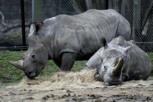 Rhinos Bruno (L) and Gracie are seen at a zoo in Thoiry, France March 8, 2017, a day after intruders shot dead a white rhino nam