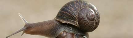 RIP Jeremy the lefty garden snail