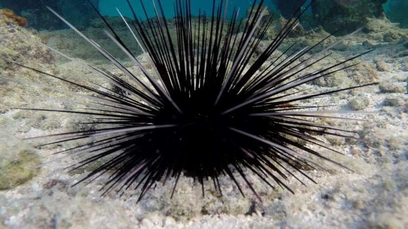 Rise of aggressive reef predator may impede sea urchin recovery, study finds