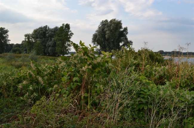 River areas overrun by invasive plants