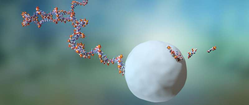 RNA molecules live short lives