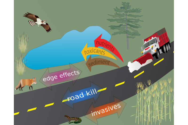 Roads are driving rapid evolutionary change in our environment