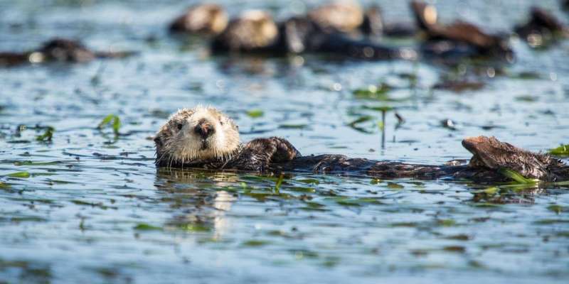 Robust jaws and crushing bites allow sea otters to specialize their diets