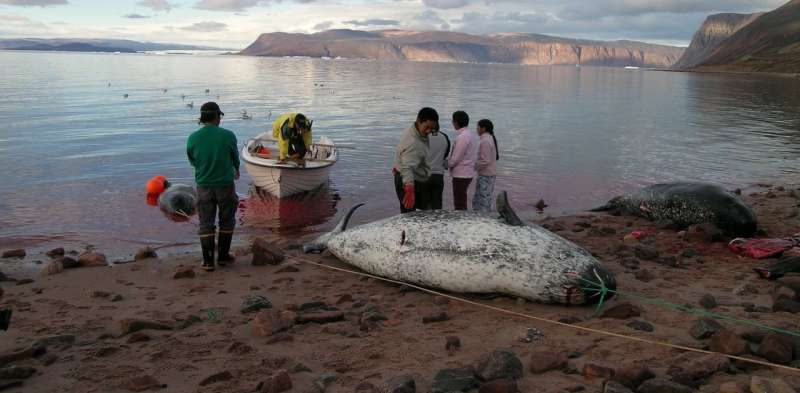 Rocket debris is a risk to Inuit food security