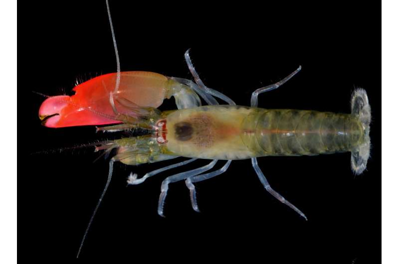 Rock giants Pink Floyd honored in naming of newly discovered, bright pink -- pistol shrimp