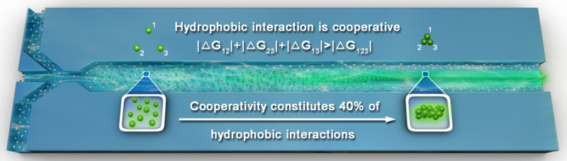 Role of cooperativity in hydrophobic interactions revealed in real-time monitoring