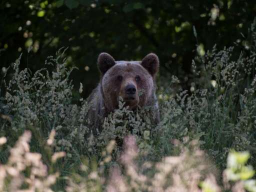 Romania is home to around 6,000 brown bears, 60 percent of the European population